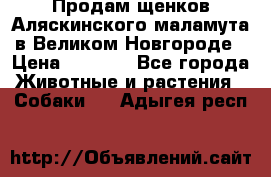 Продам щенков Аляскинского маламута в Великом Новгороде › Цена ­ 5 000 - Все города Животные и растения » Собаки   . Адыгея респ.